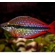 MELANOTAENIA AUSTRALIS SUPER RED 