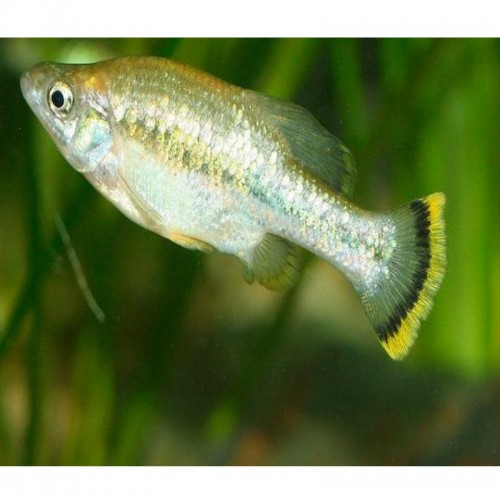 AMECA SPLENDENS 