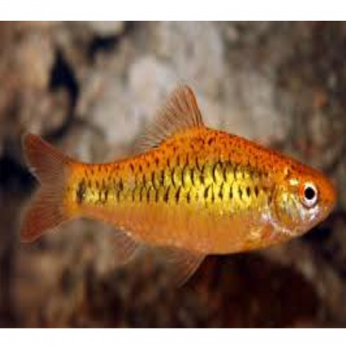 PUNTIUS SACHSII (3.5 - 4 cm)