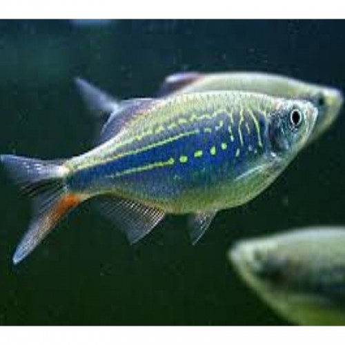 DEVARIO MALABARICUS (3.5 - 4 cm)