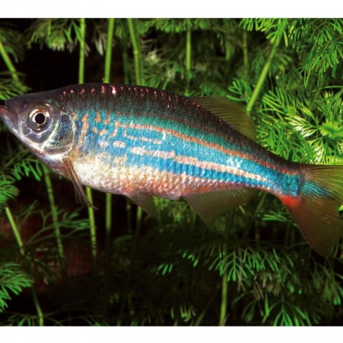 DEVARIO MALABARICUS (4 - 5 cm)