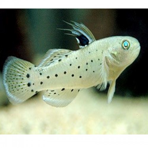 STIMATOGOBIUS SADANUNDIO