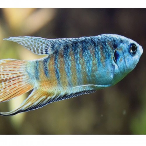 MACROPODUS OPERCULARIS