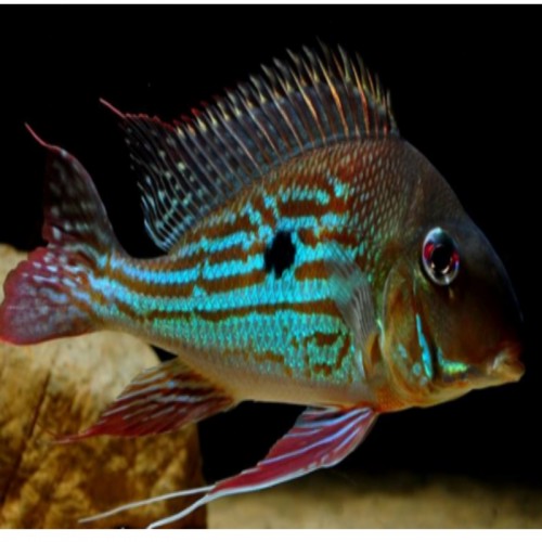 GEOPHAGUS WINEMILLERI (3-4 cm)