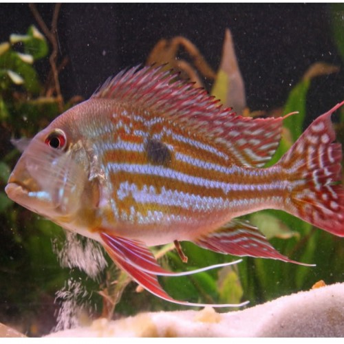 GEOPHAGUS WINEMILLERI (4-5 cm)