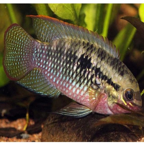 LAETACARA DORSIGERUS