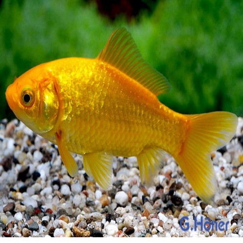 CARASSIUS AURATUS AMARELO (4-5 CM)