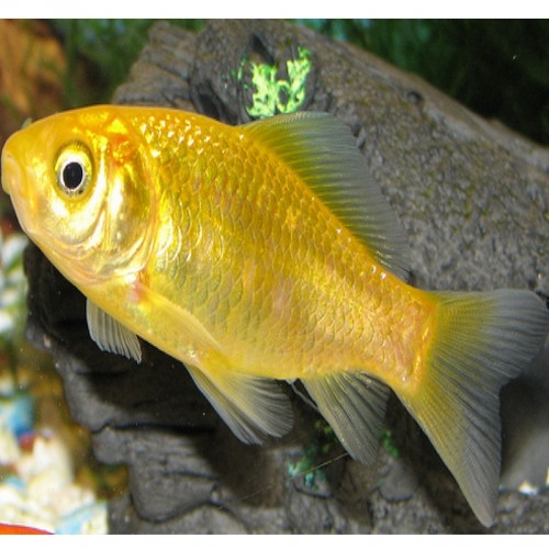 CARASSIUS AURATUS AMARELO (8-11 CM)