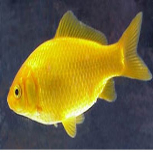 CARASSIUS AURATUS AMARELO (15-18 CM)