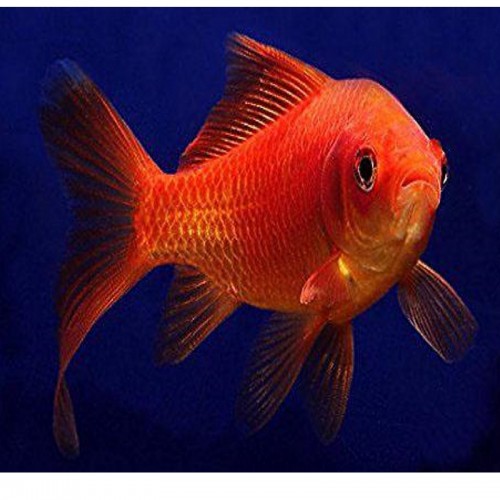 CARASSIUS AURATUS VERMELHO (8-11 CM)