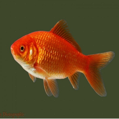 CARASSIUS AURATUS VERMELHO (15-18 CM)