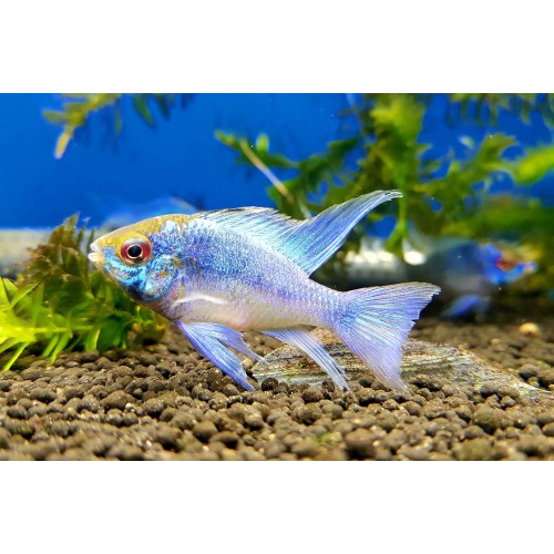 MIKROGEOPHAGUS RAMIREZI VÉU "ELECTRIC BLUE" 4 - 5cm