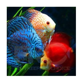 Discus