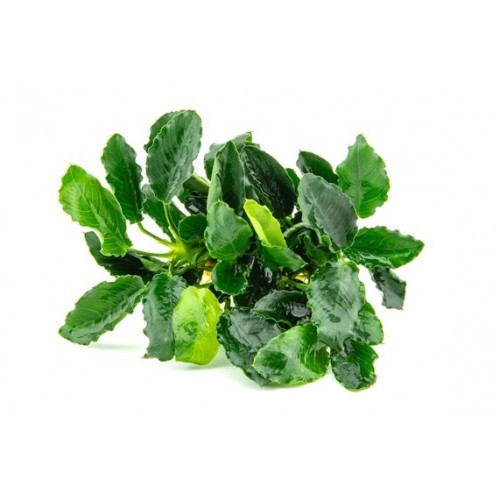 ANUBIAS BARTERI VAR. NANA "KIRIN"