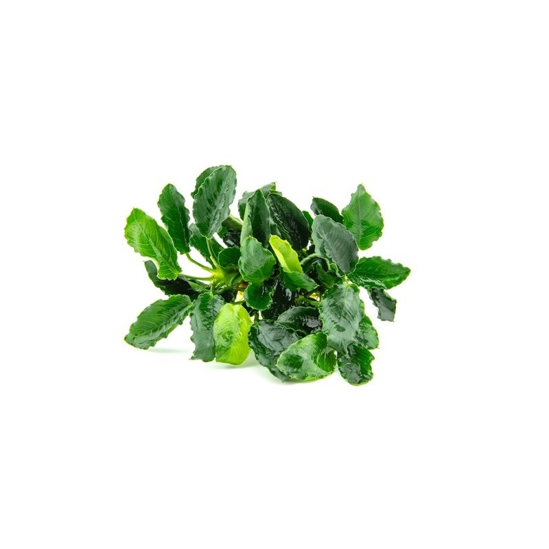 ANUBIAS BARTERI VAR. NANA "KIRIN"