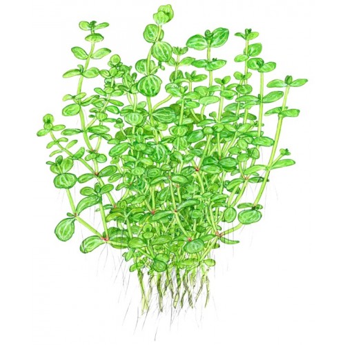 LINDERNIA ROTUNDIFOLIA