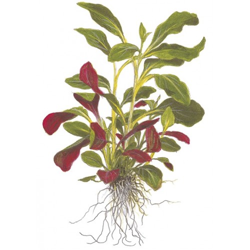 LOBELIA CARDINALIS