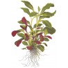 LOBELIA CARDINALIS