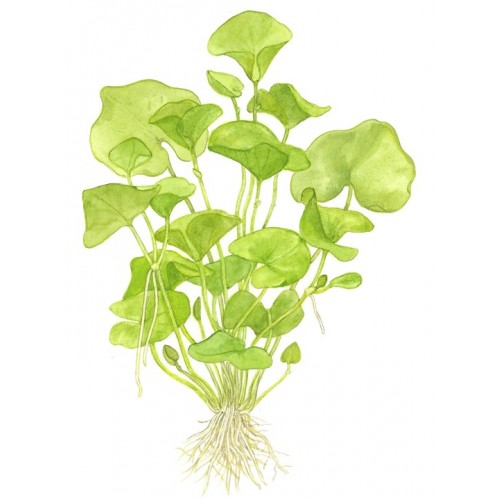 NYMPHOIDES HYDROPHYLLA TAIWAN