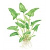 ANUBIAS GRACILIS