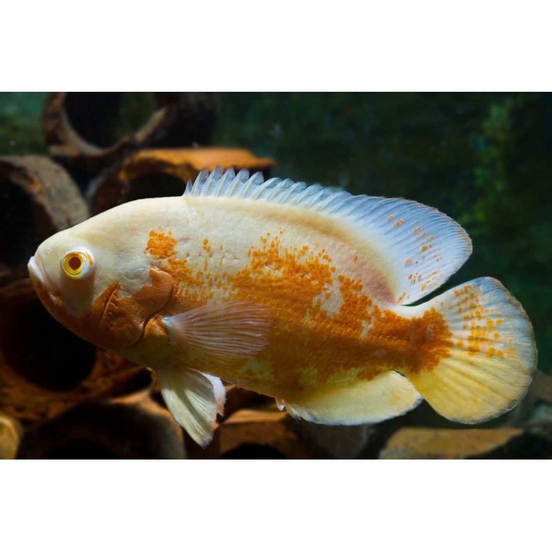 aquaeden, ASTRONOTUS OCELLATUS