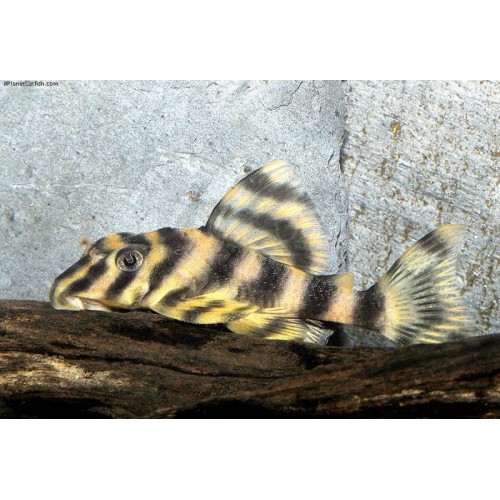 L015 PECKOLTIA VITTATA