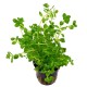 ROTALA SP. GREEN