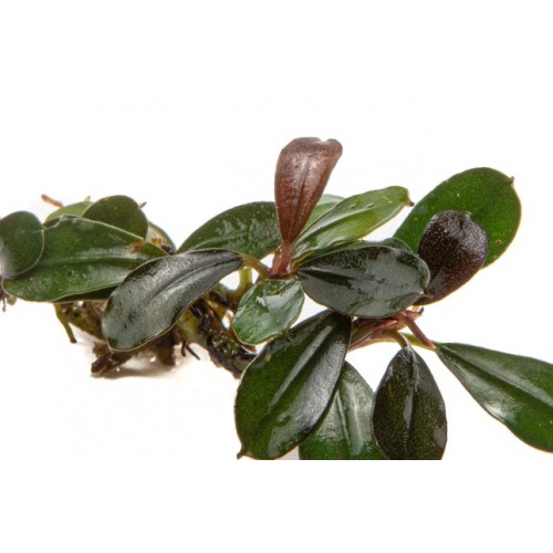 BUCEPHALANDRA KEDAGANG MINI