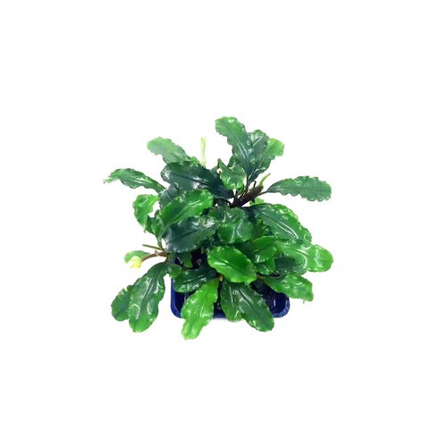 BUCEPHALANDRA GREEN TEARS
