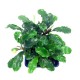 BUCEPHALANDRA GREEN TEARS