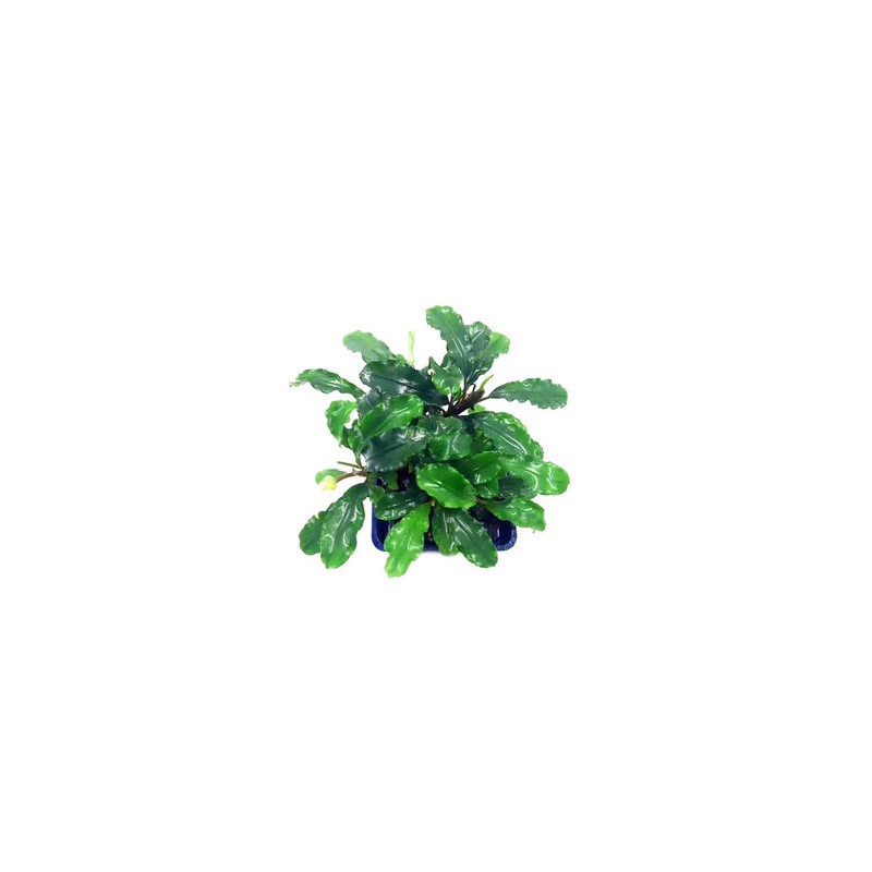 BUCEPHALANDRA GREEN TEARS