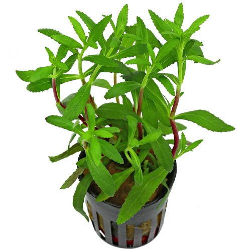LIMNOPHILA AROMATICA