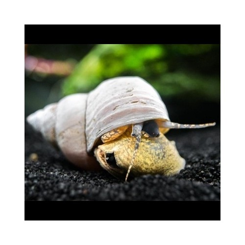 FILOPALUDINA MARTENSIS