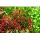 ROTALA SP. "BLOOD RED"