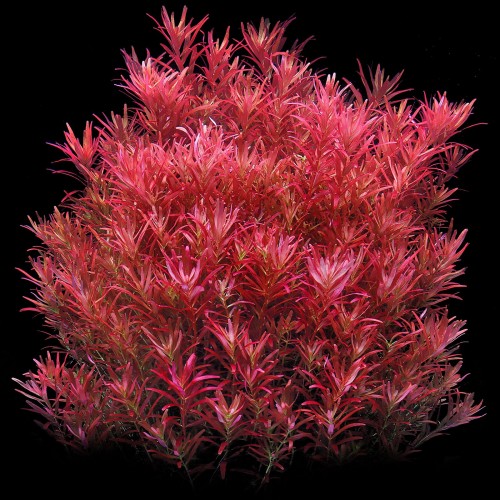 ROTALA SP. "BLOOD RED"