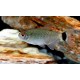 Tetra Santa Filomena (MOENKHAUSIA SANCTAEFILOMENAE)
