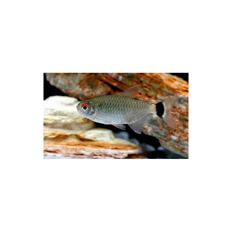Tetra Santa Filomena (MOENKHAUSIA SANCTAEFILOMENAE)