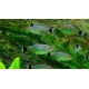 Tetra Santa Filomena (MOENKHAUSIA SANCTAEFILOMENAE)