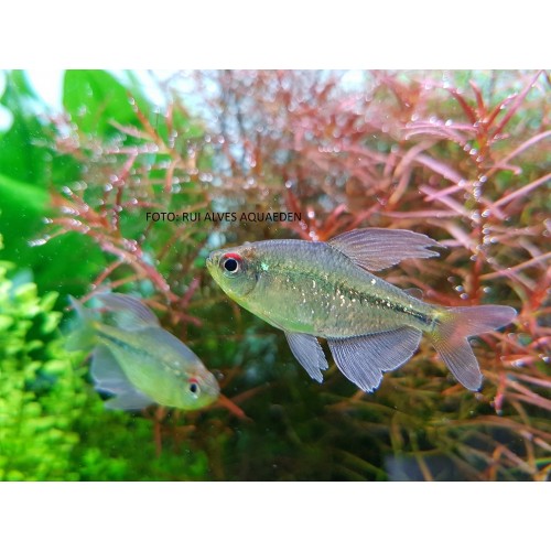 TETRA DIAMANTE (MOENKHAUSIA PITTIERI)