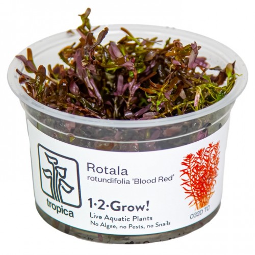 ROTALA SP. "BLOOD RED"