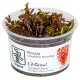 ROTALA SP. "BLOOD RED"