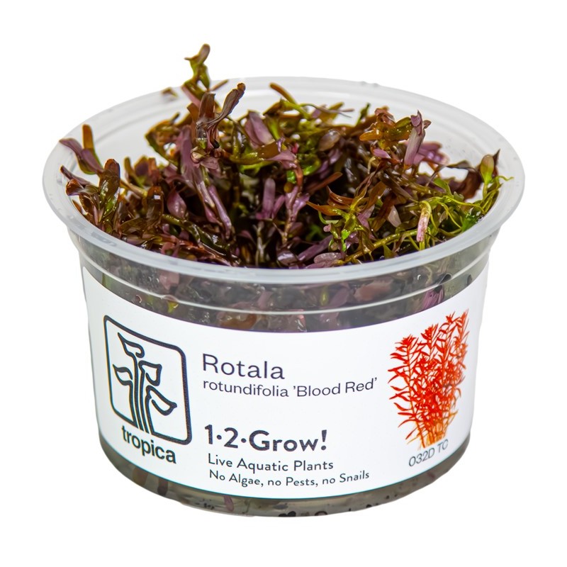 ROTALA SP. "BLOOD RED"