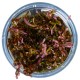 ROTALA SP. "BLOOD RED"