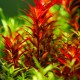 ROTALA SP. "BLOOD RED"