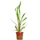 CRYPTOCORYNE SPIRALIS "RED"