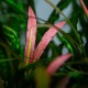 CRYPTOCORYNE SPIRALIS "RED"