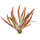 CRYPTOCORYNE SPIRALIS "RED"