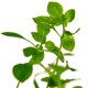 LUDWIGIA PALUSTRIS "GREEN"