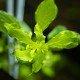 LUDWIGIA PALUSTRIS "GREEN"
