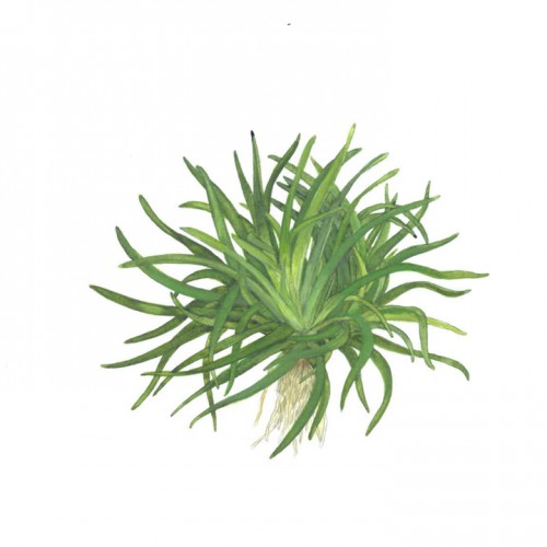 ERIOCAULON SP. "VIETNAM"